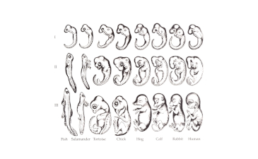 A Lingering Myth of Evolution