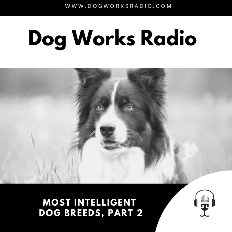 Most Intelligent Dog Breeds, Part 2