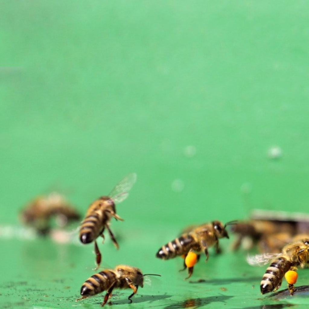Are Bees Intelligent Planners?