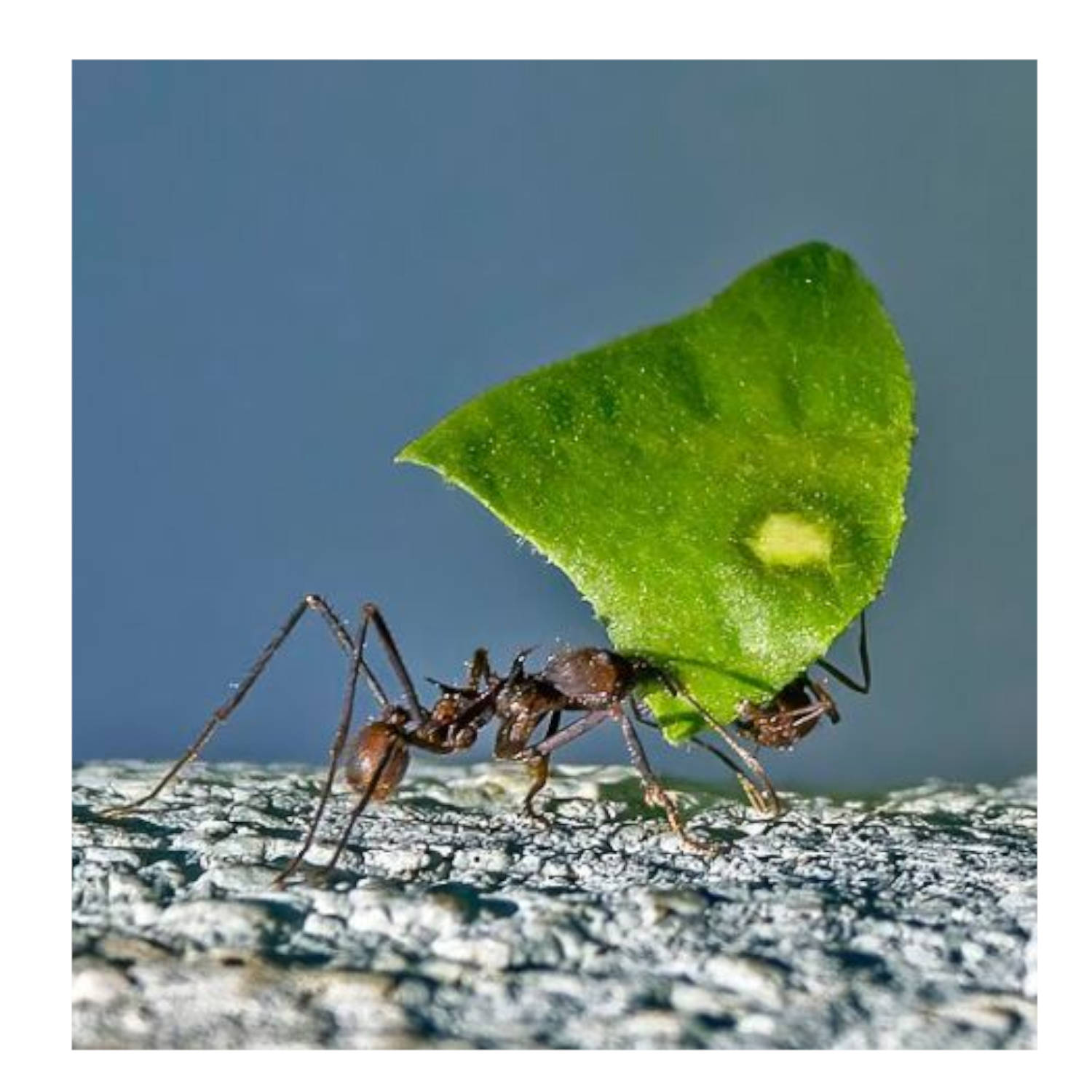 Ant Antics!
