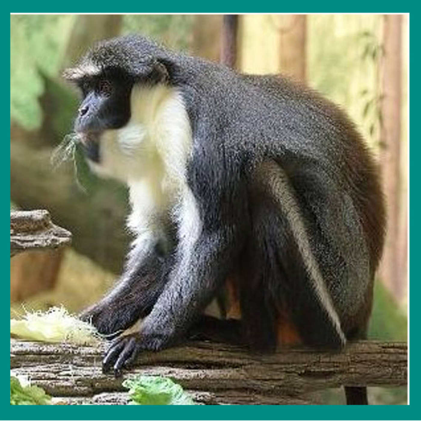 Hornbills that Understand Monkey