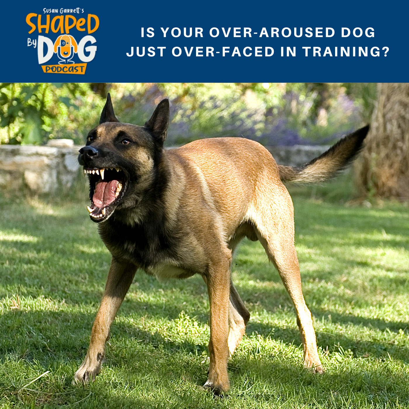 Shaped by Dog with Susan Garrett