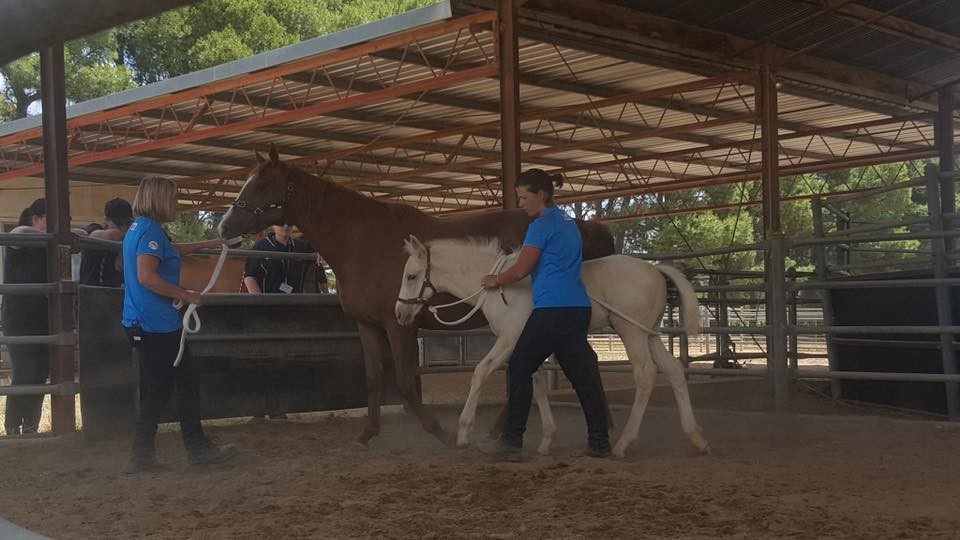 0803: Leigh Wills LC - Creating Foundation Behaviours In Foals To Give Every Horse the Opportunity To Be A Champion (Listeners' Choice)