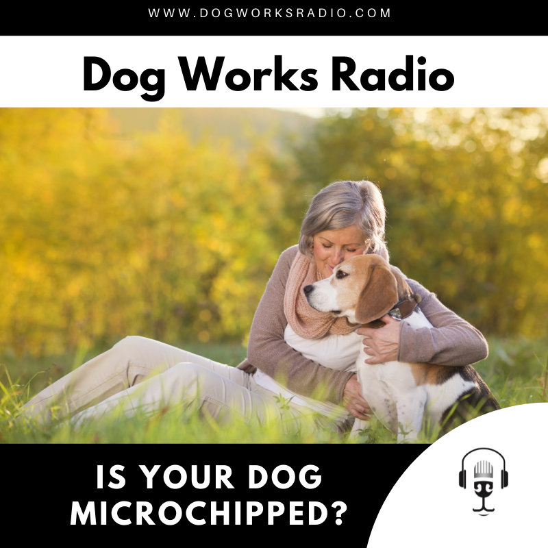 Is Your Dog Microchipped?