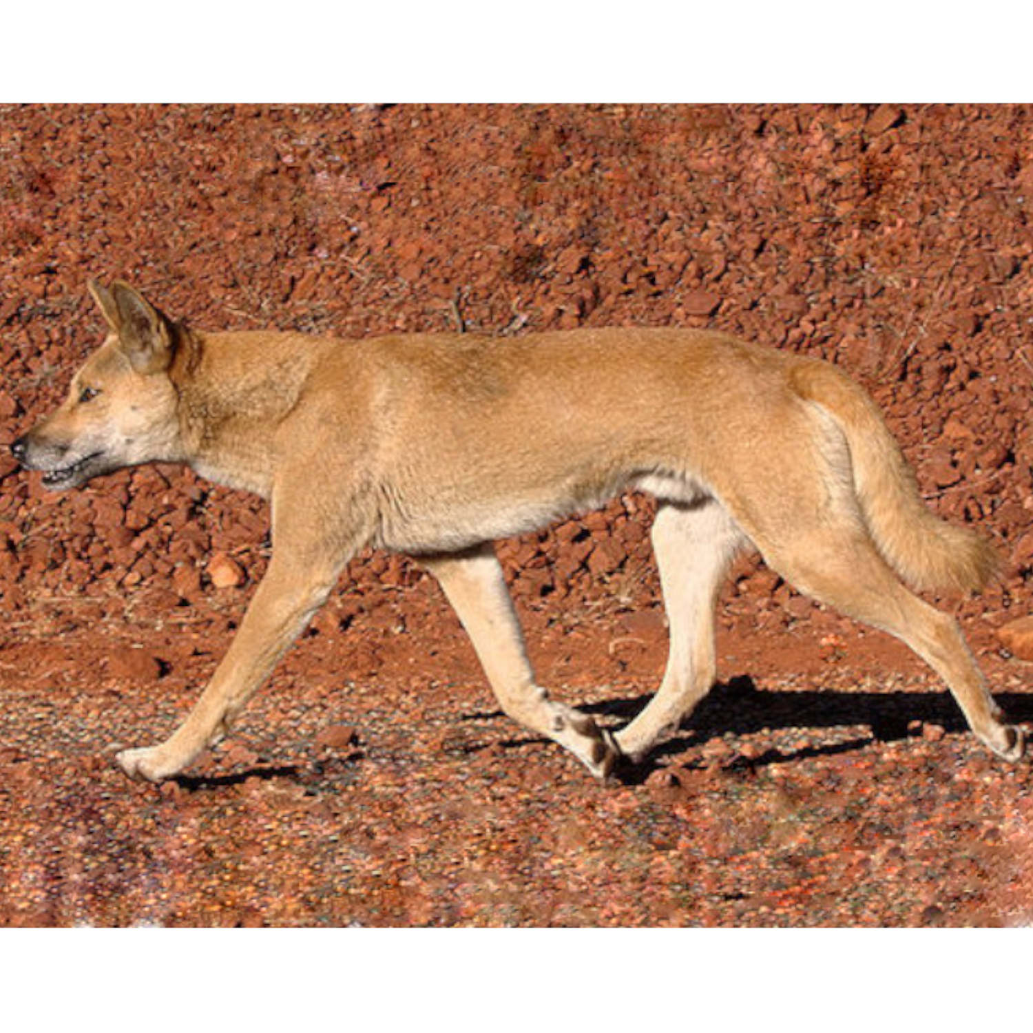Wild Dogs of Australia