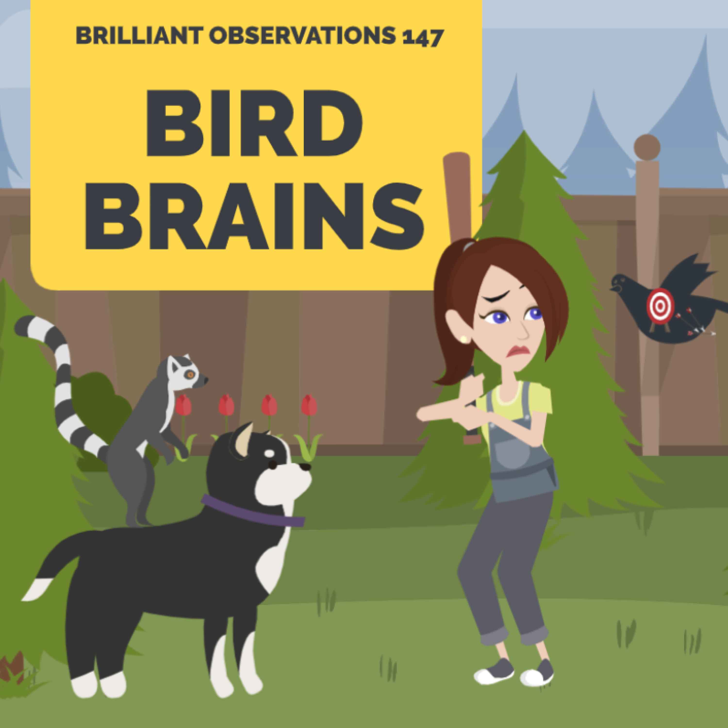 Bird Brains  |  Brilliant Observations 147