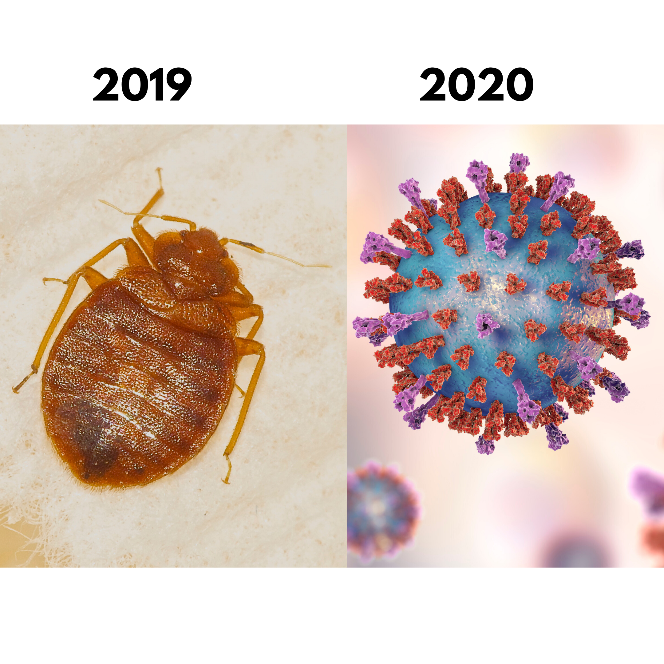 Coronavirus has come to town  - Now What?!