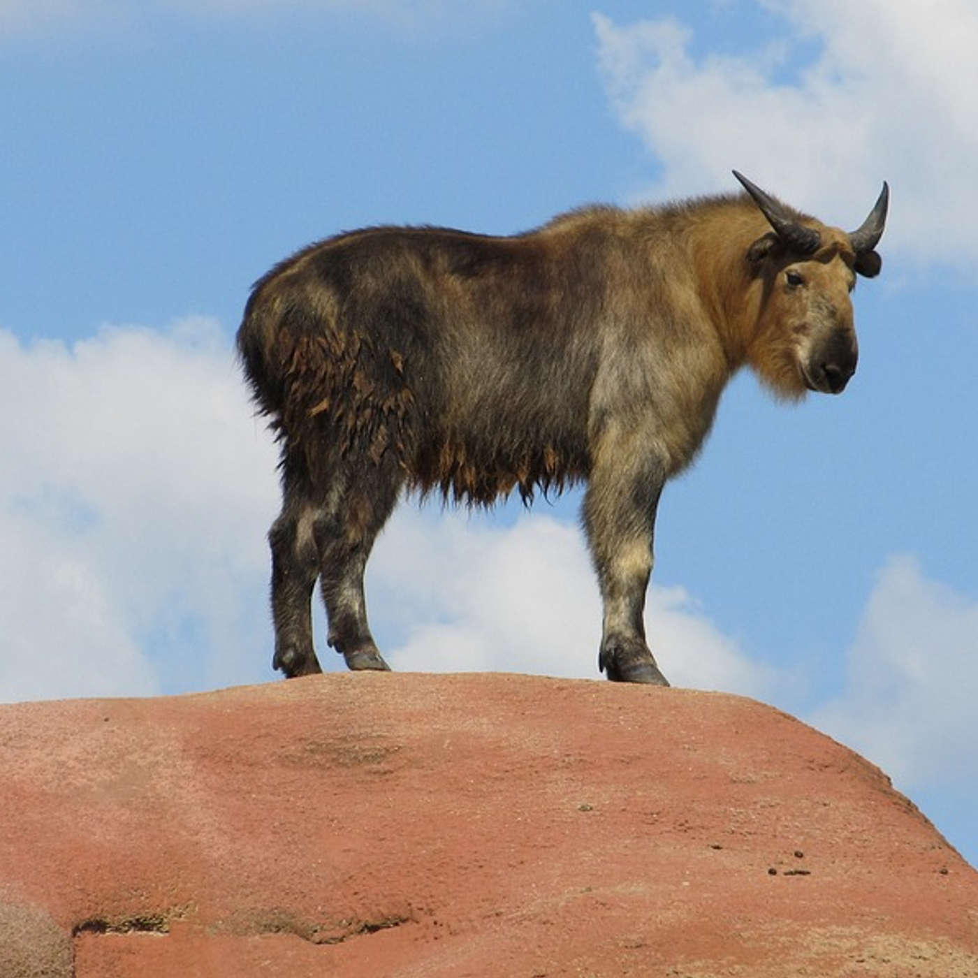 Talking About the Takin