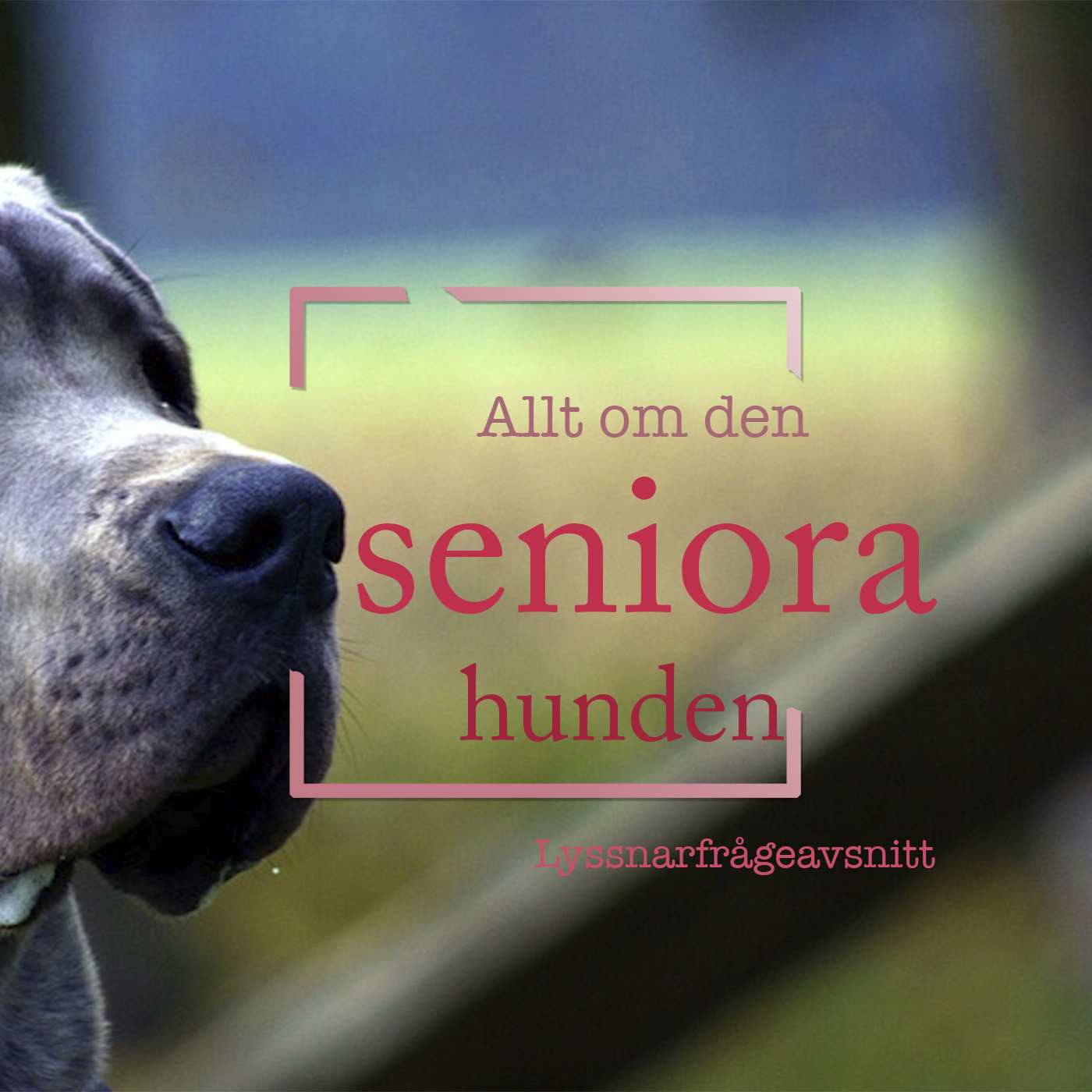 Hundpodden Vår Bästa Vän