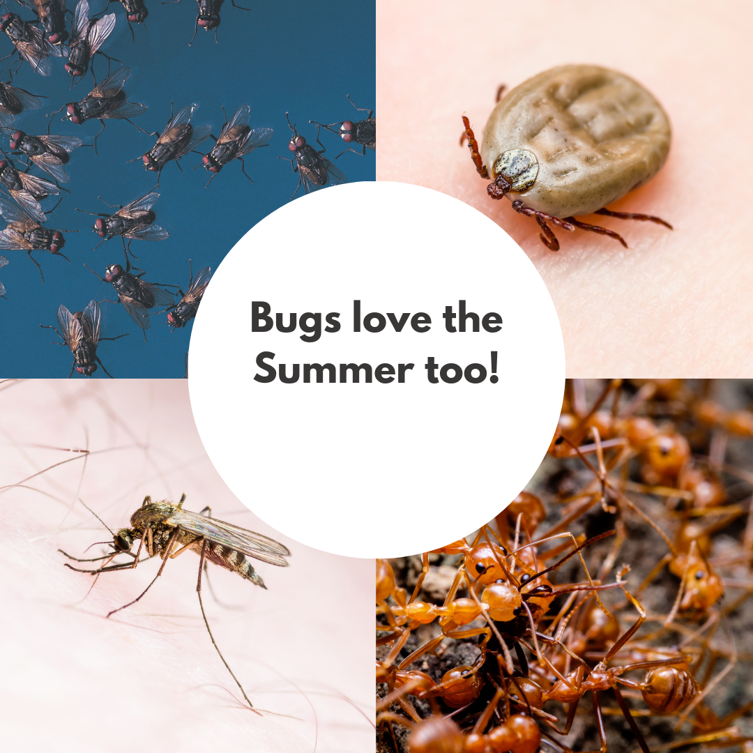 Summer Pests Reloaded