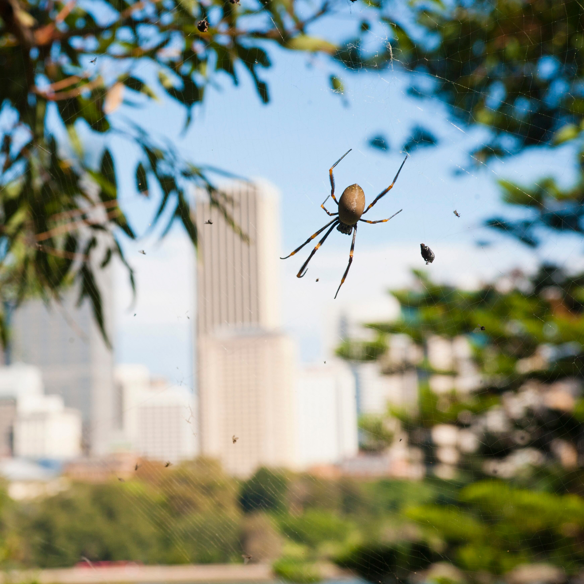 Bullet-Proof Spiders