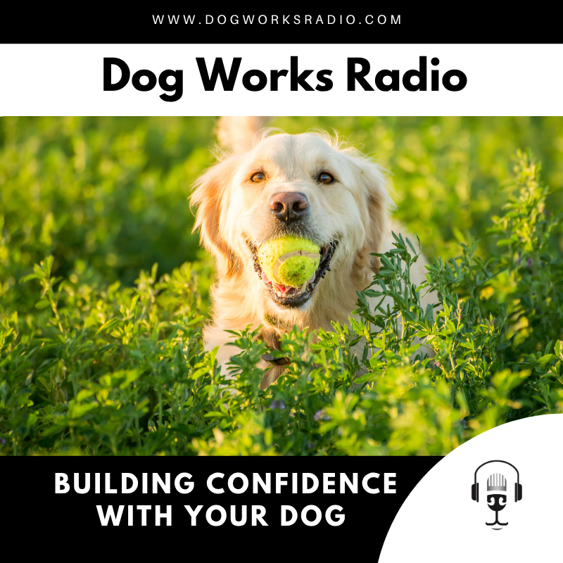 Dog Training Tricks That Build Confidence (Not Just Entertainment)