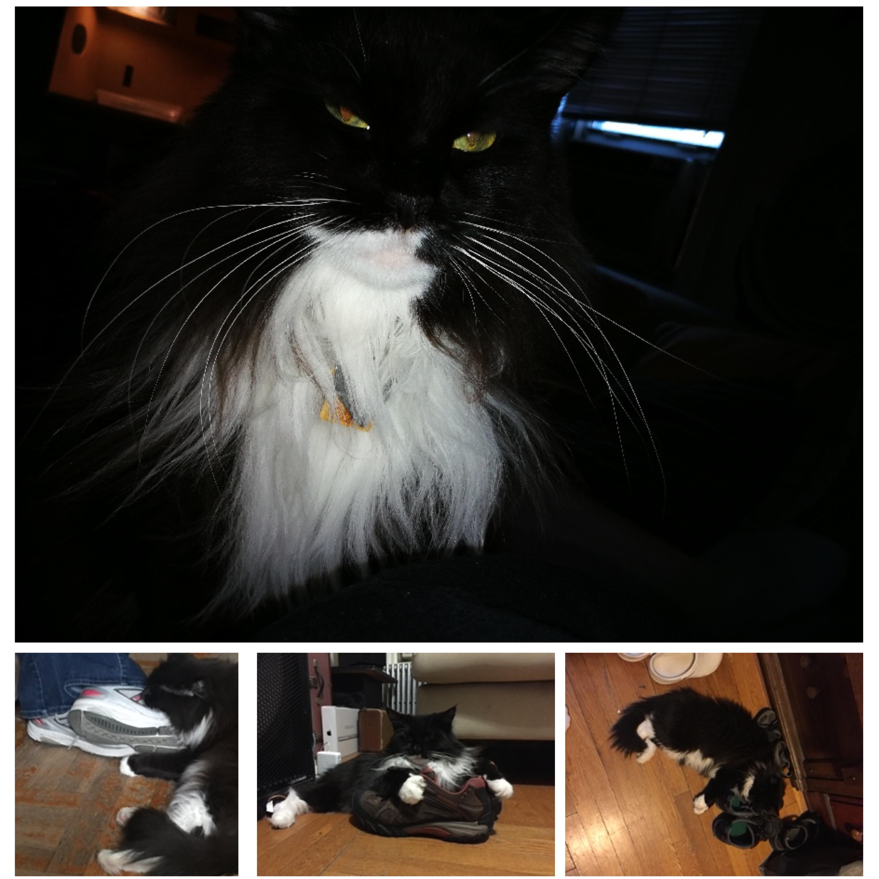 CatsCast