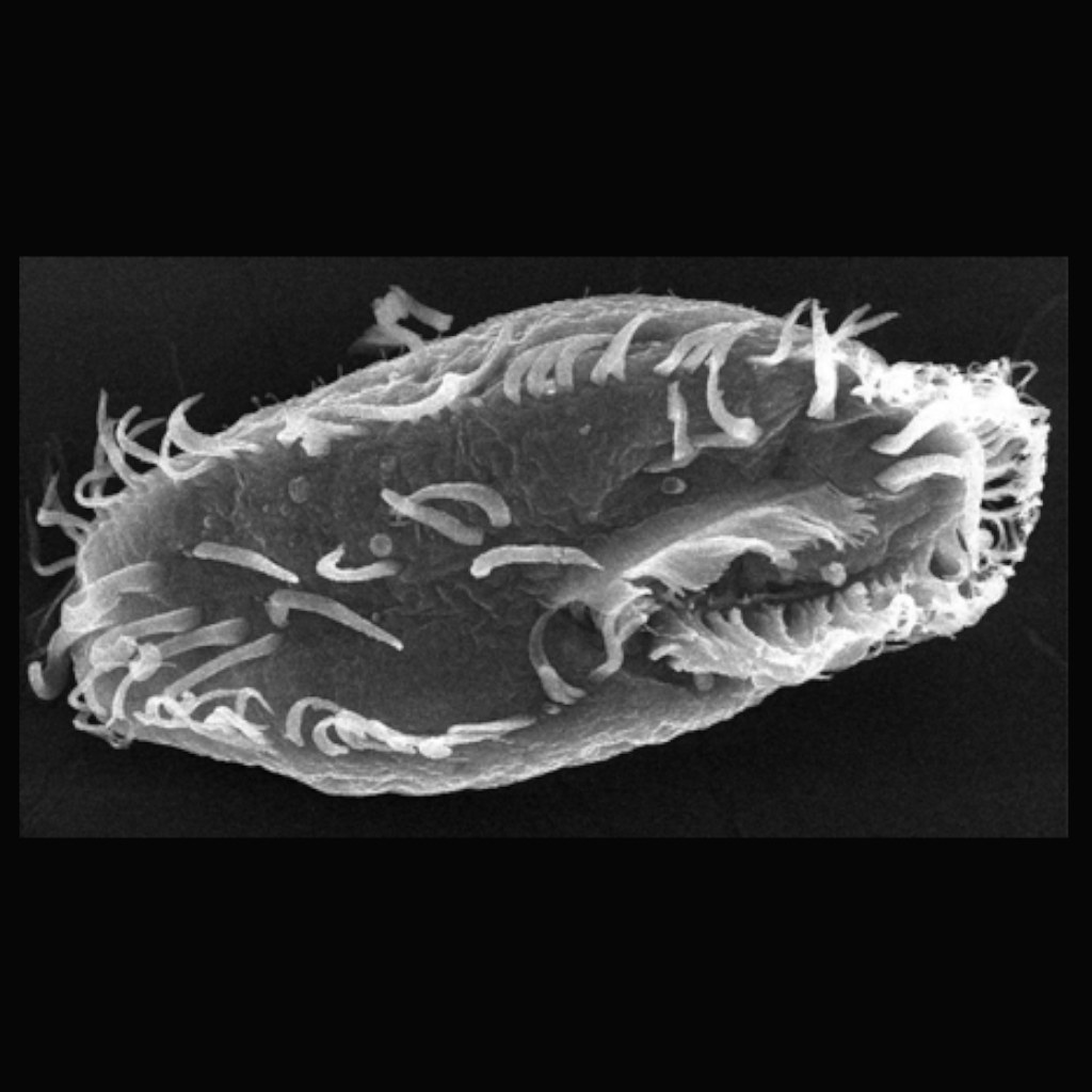 The Jekyll and Hyde Protozoan
