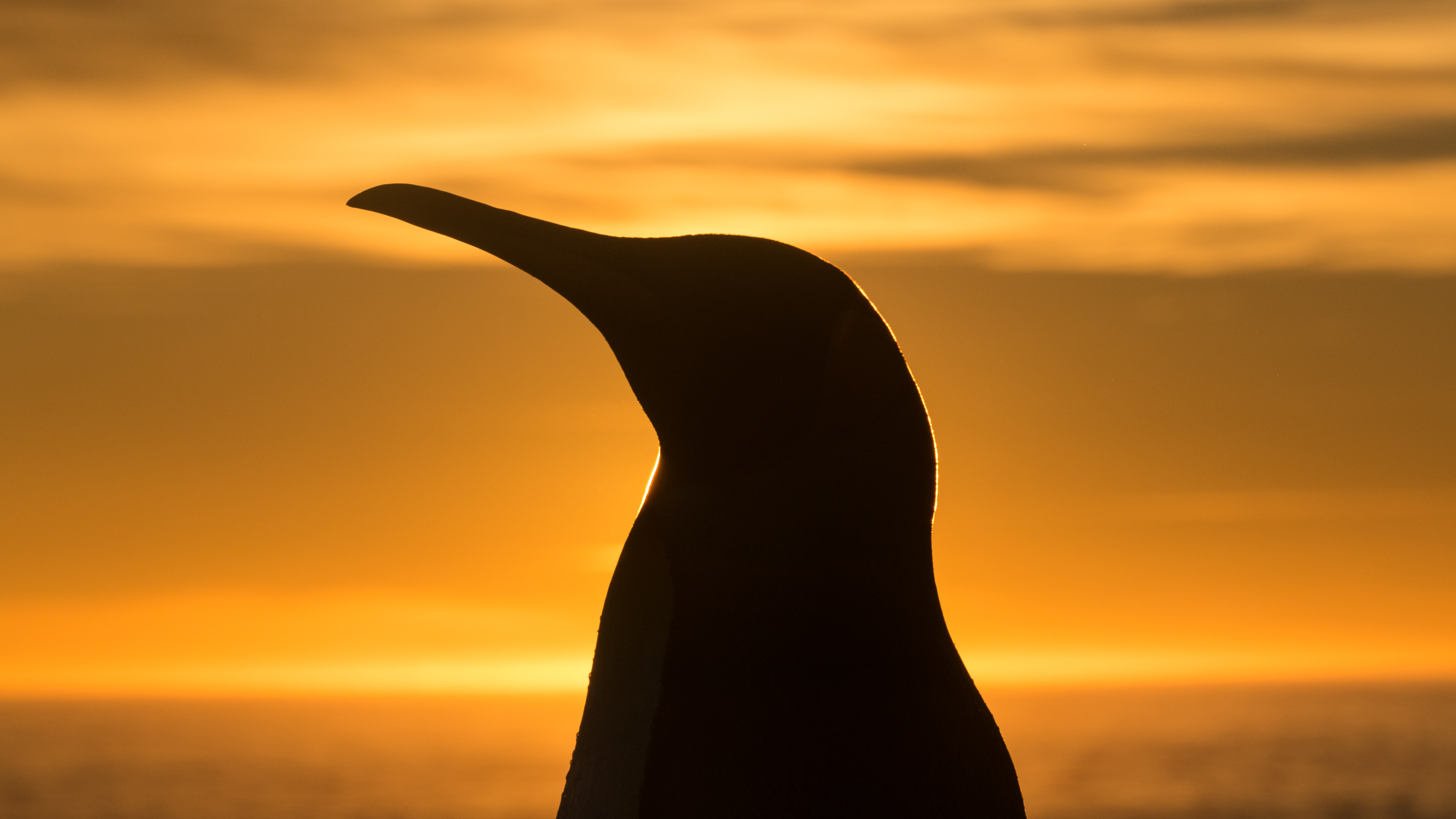 World Penguin Day 2018