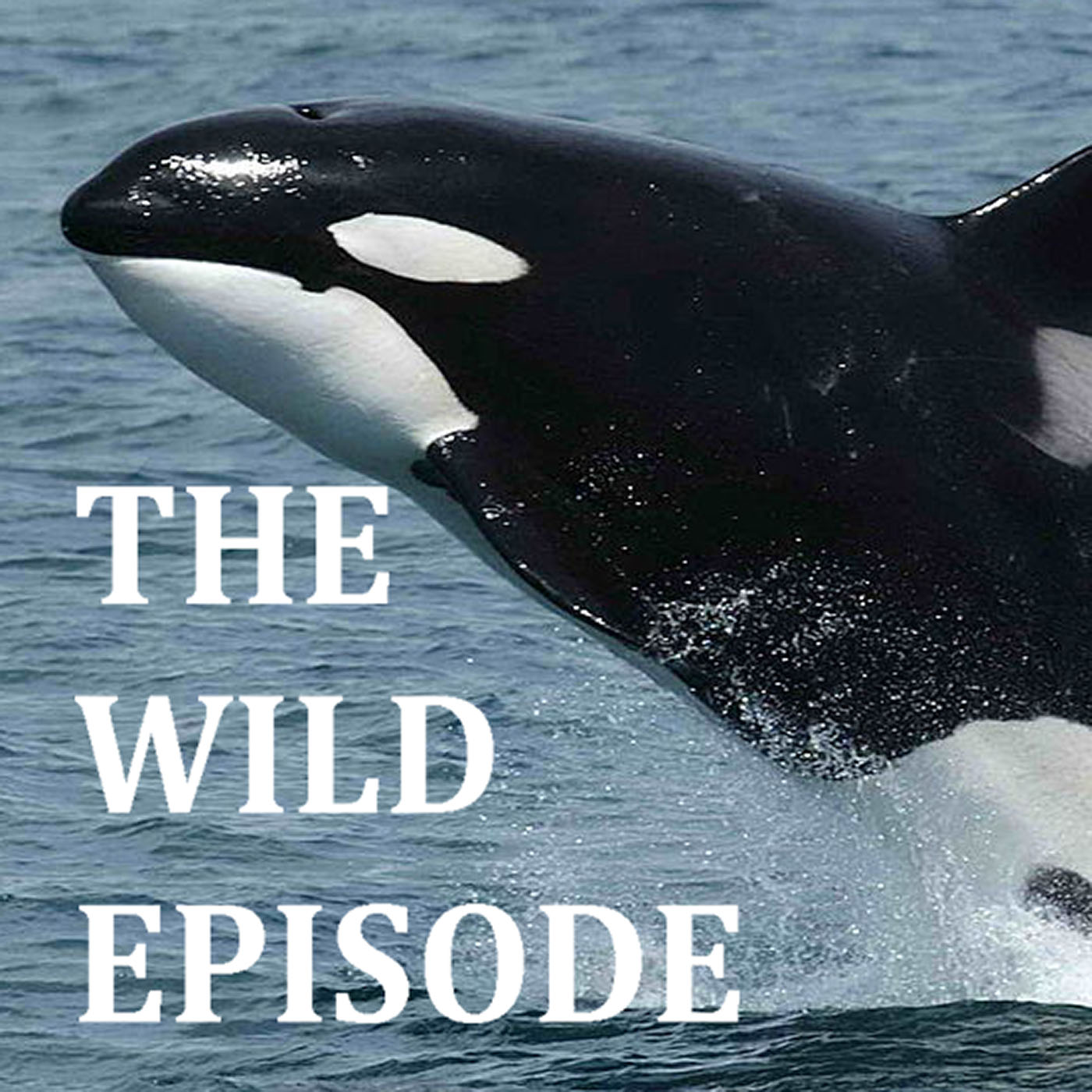 The Wild Episode