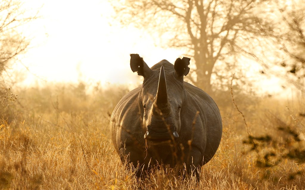 Adventure With Africa Kenya Safaris