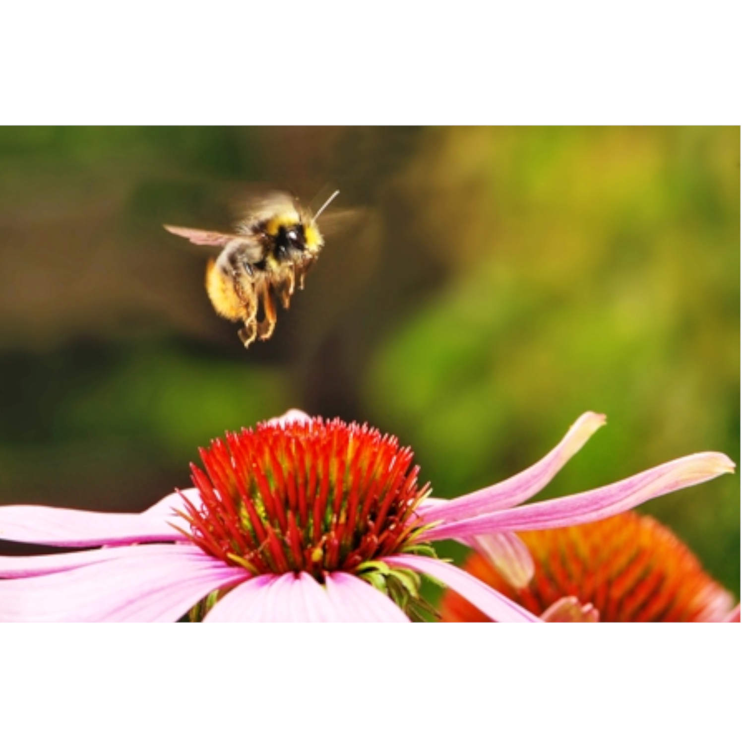 Bumblebee Flight Still a Mystery