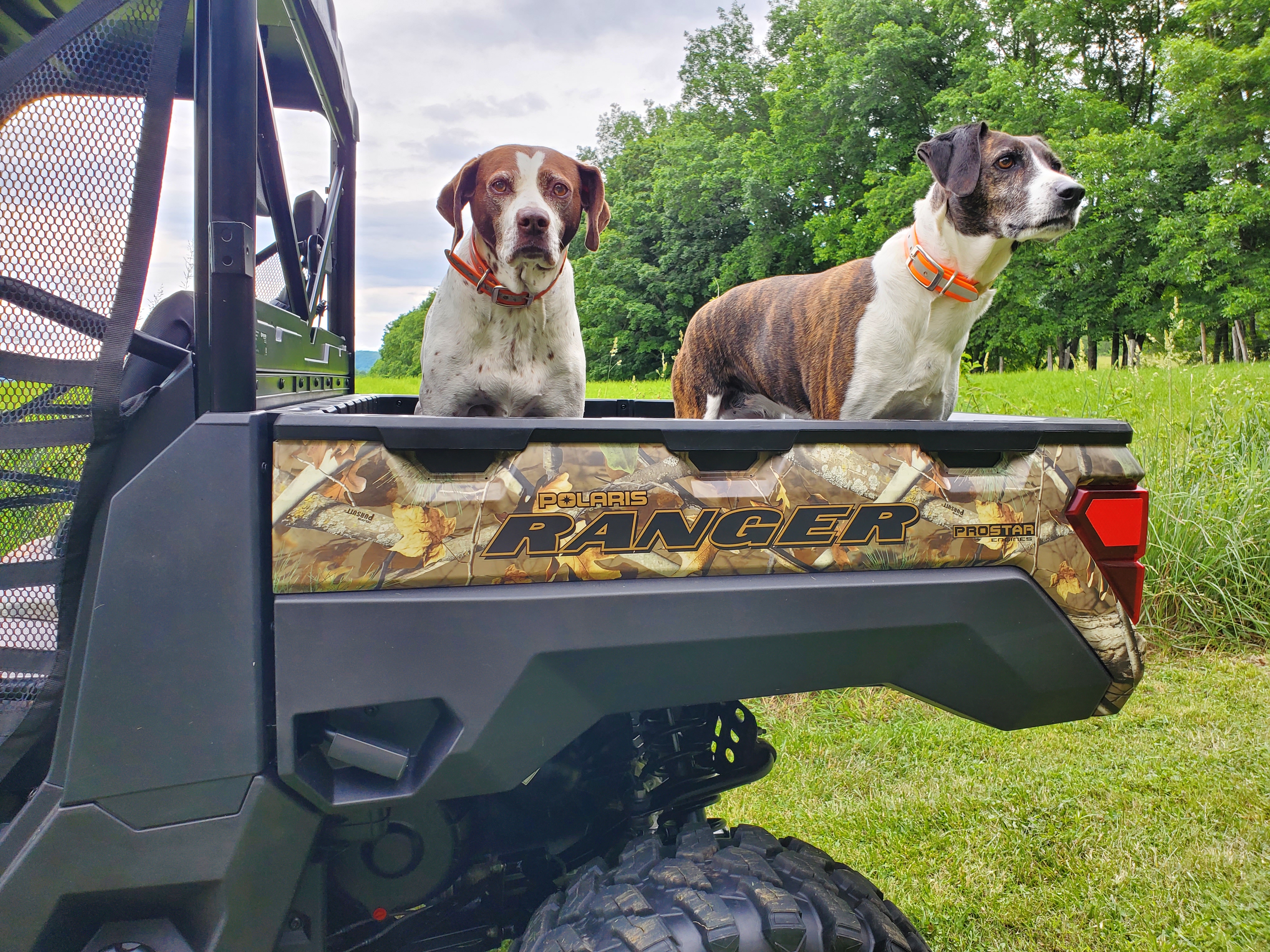 Old Dogs
