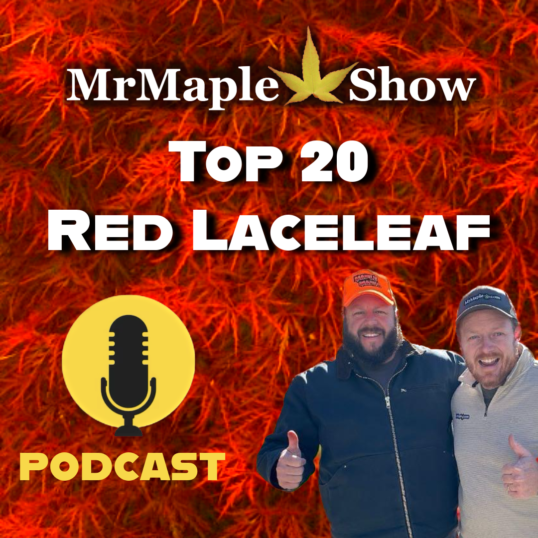 MrMaple Show