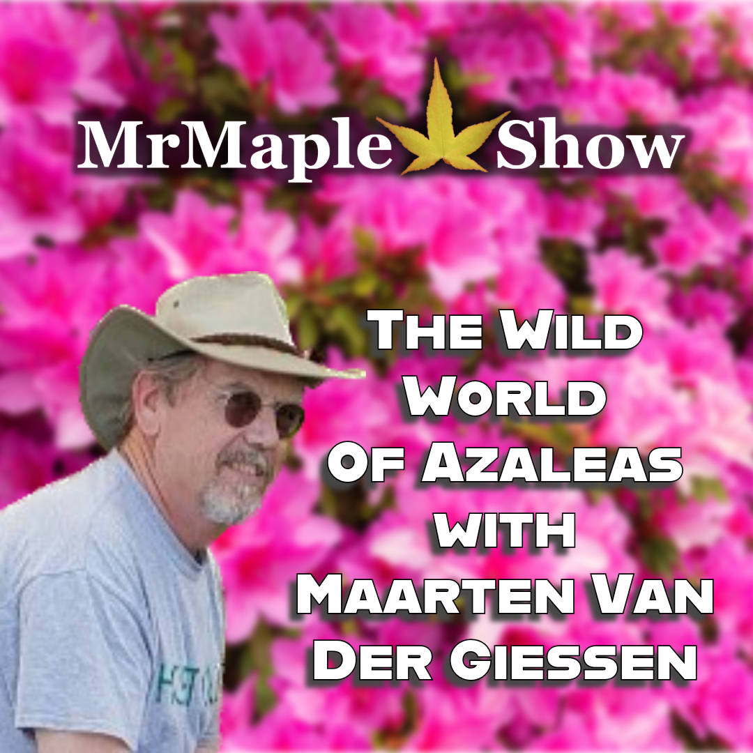 MrMaple Show