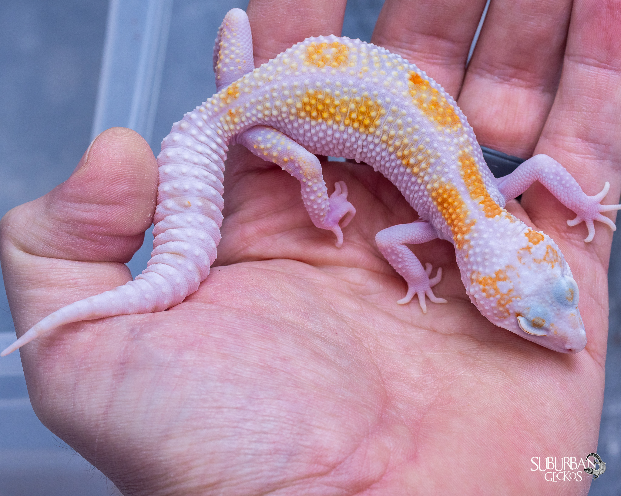 Session Twenty Three: Is the Future of Leopard Geckos Uncertain? With Chris Charlton (Part 2)