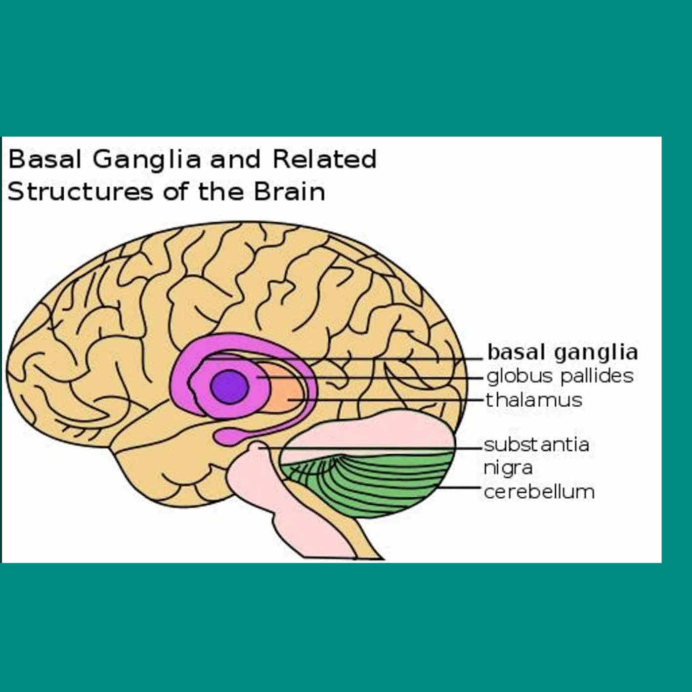 The Brain Disappoints Evolutionary Thought