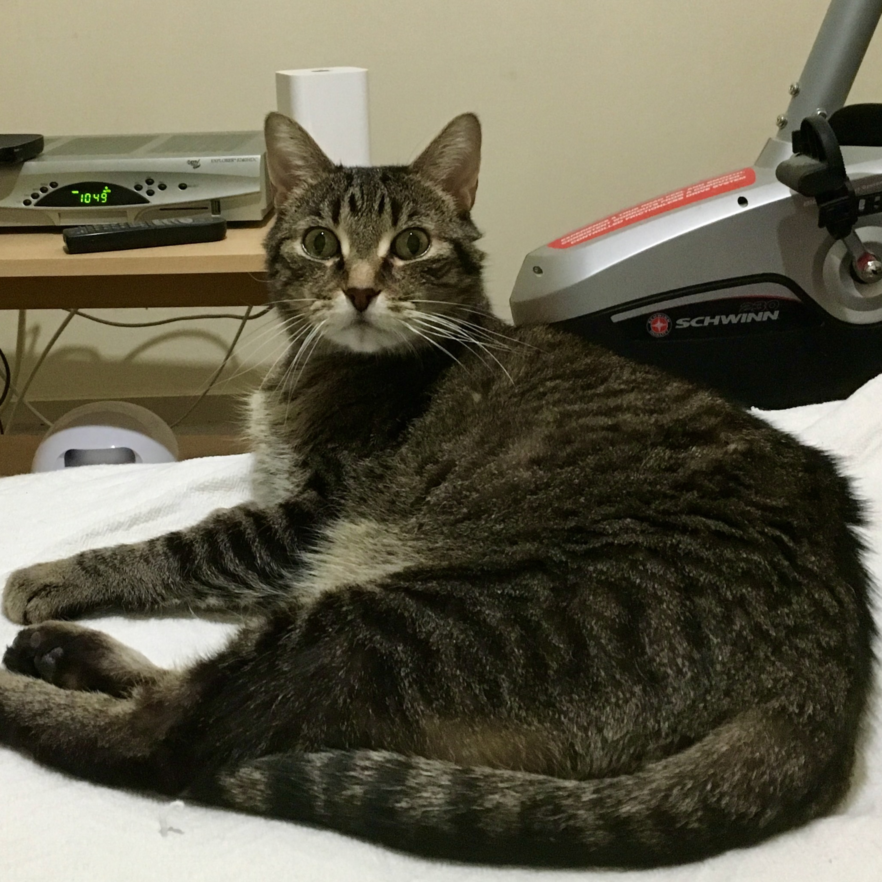 CatsCast