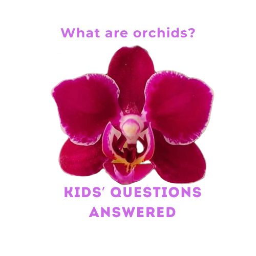 Kids\' Questions Answered