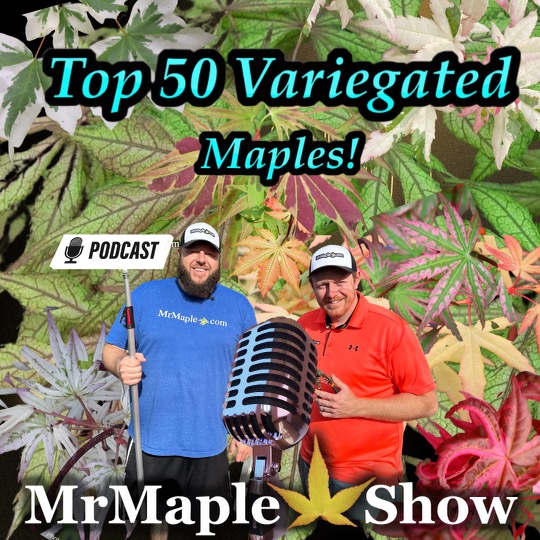 Top 50 Variegated Maples to Improve Your Garden Design | Variegated Plants Part 1 | MrMaple Podcast #31