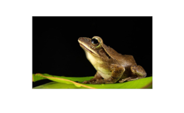 Frog  Hibernation