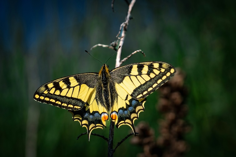 Butterfly Breath: Finding Quiet Amidst the Noise,  A Just 3 Minutes Story