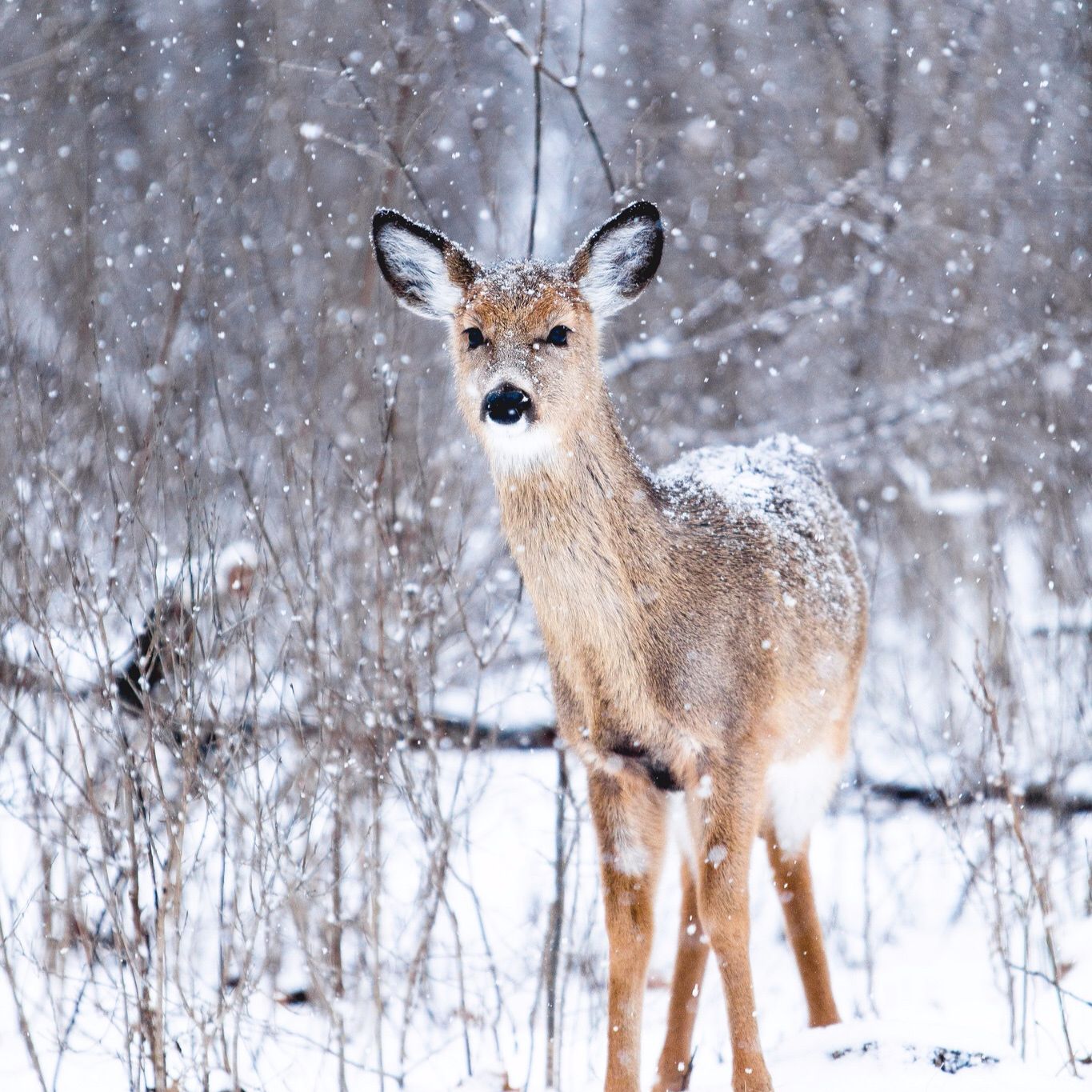 The Enchanted Doe