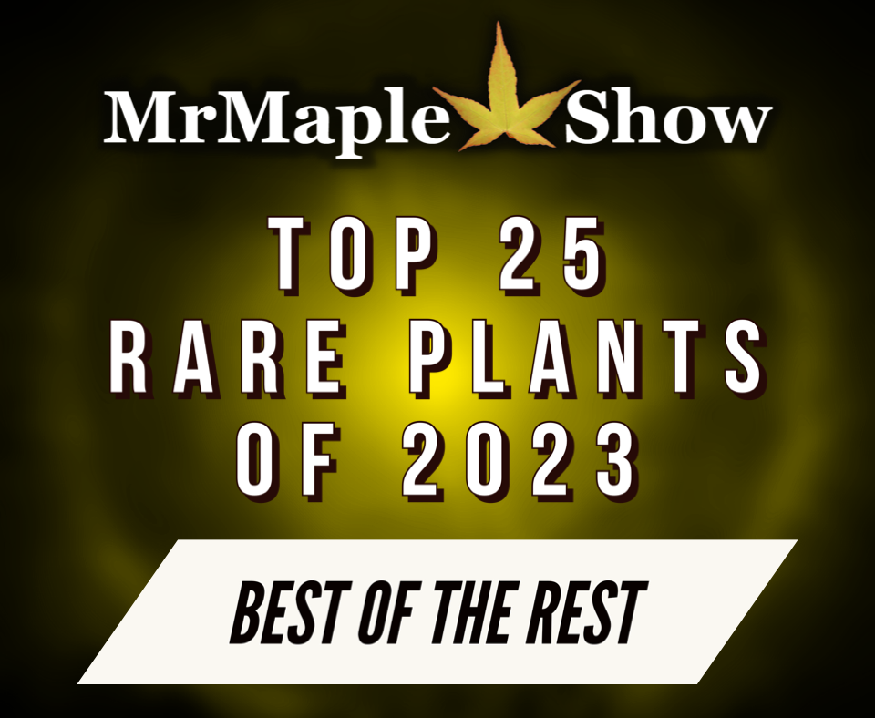 MrMaple Show