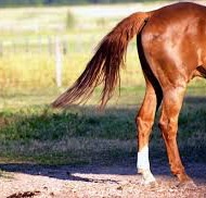 Podcast # 467: Cauda Equina Syndrome