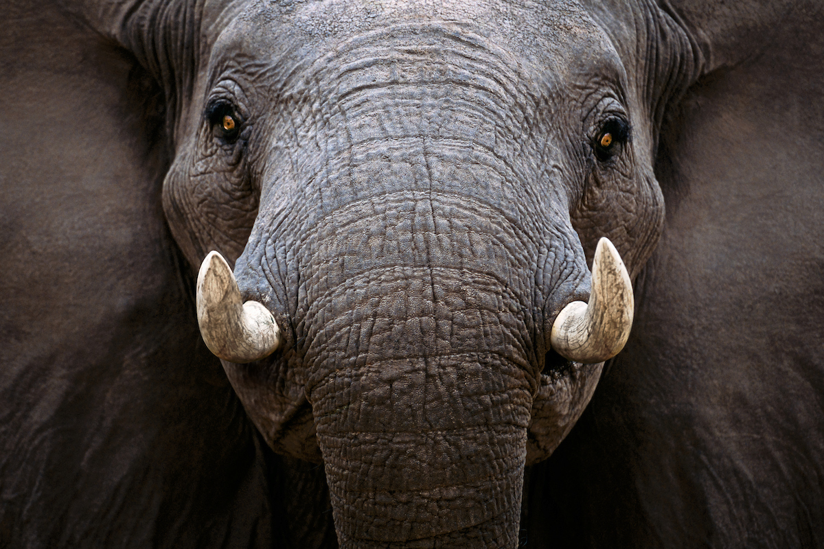 Conservation Photography with Art Wolfe and OPTIC 2017 Preview