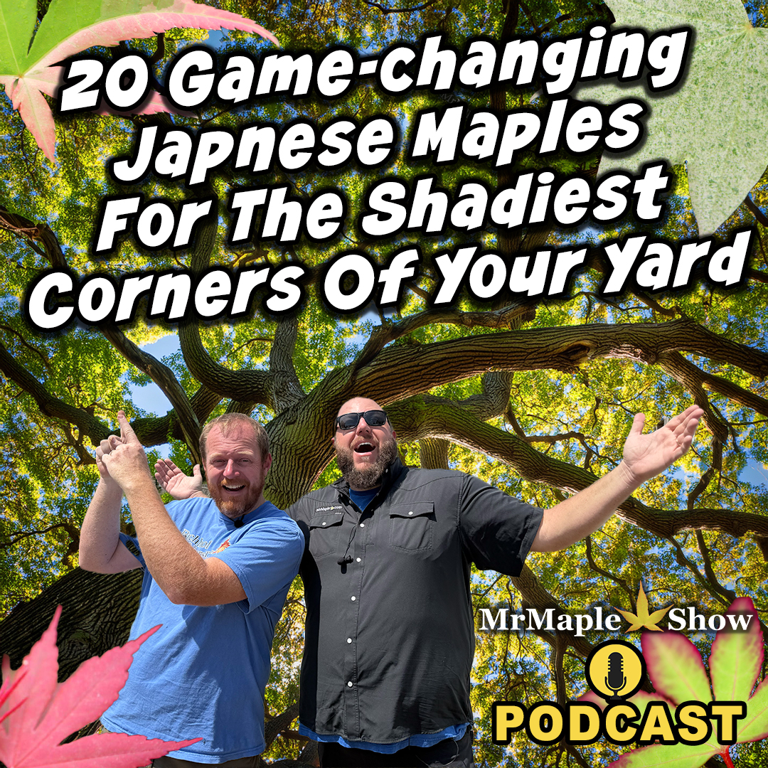 MrMaple Show
