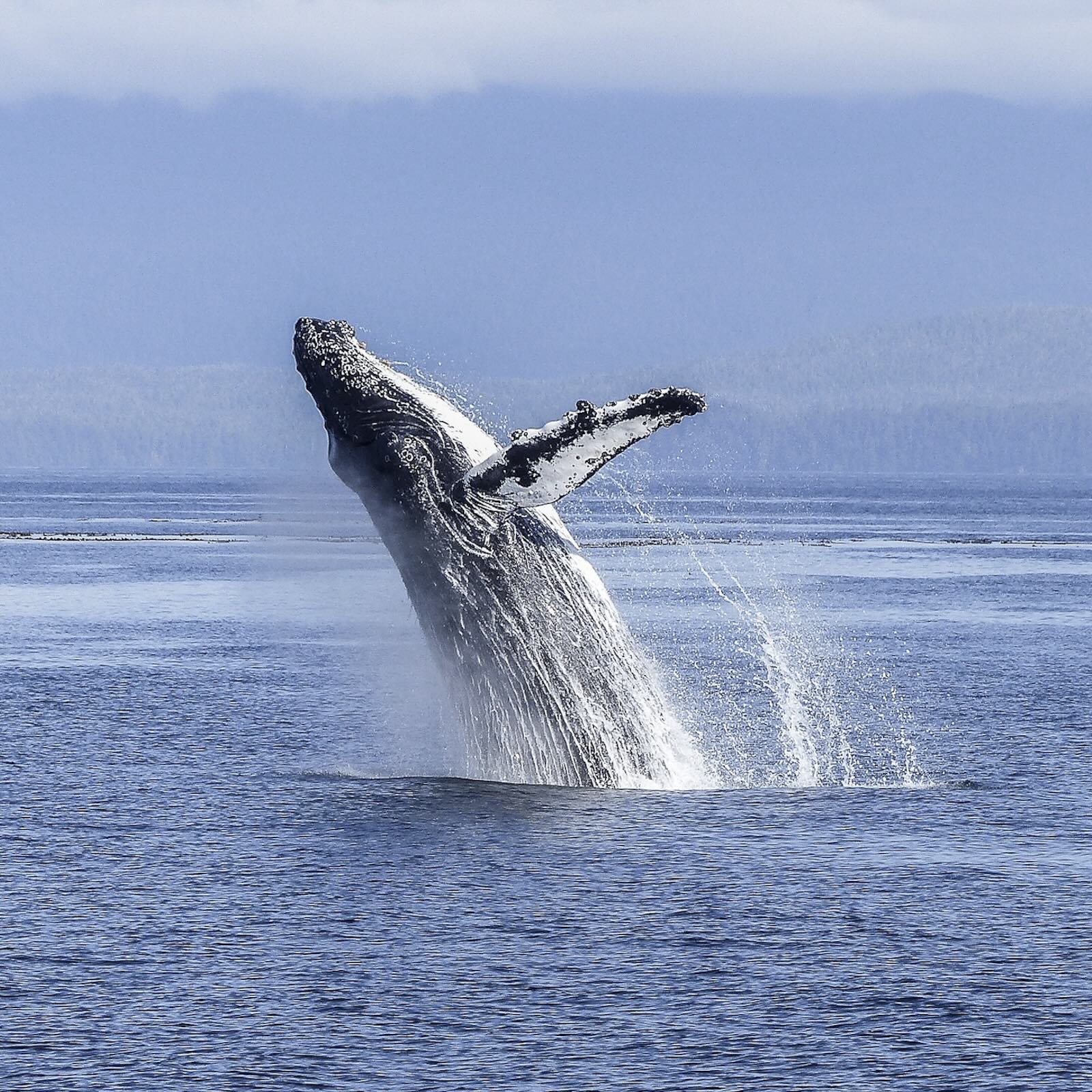 Australia’s inspiring ‘humpback comeback’ and why krill need protection