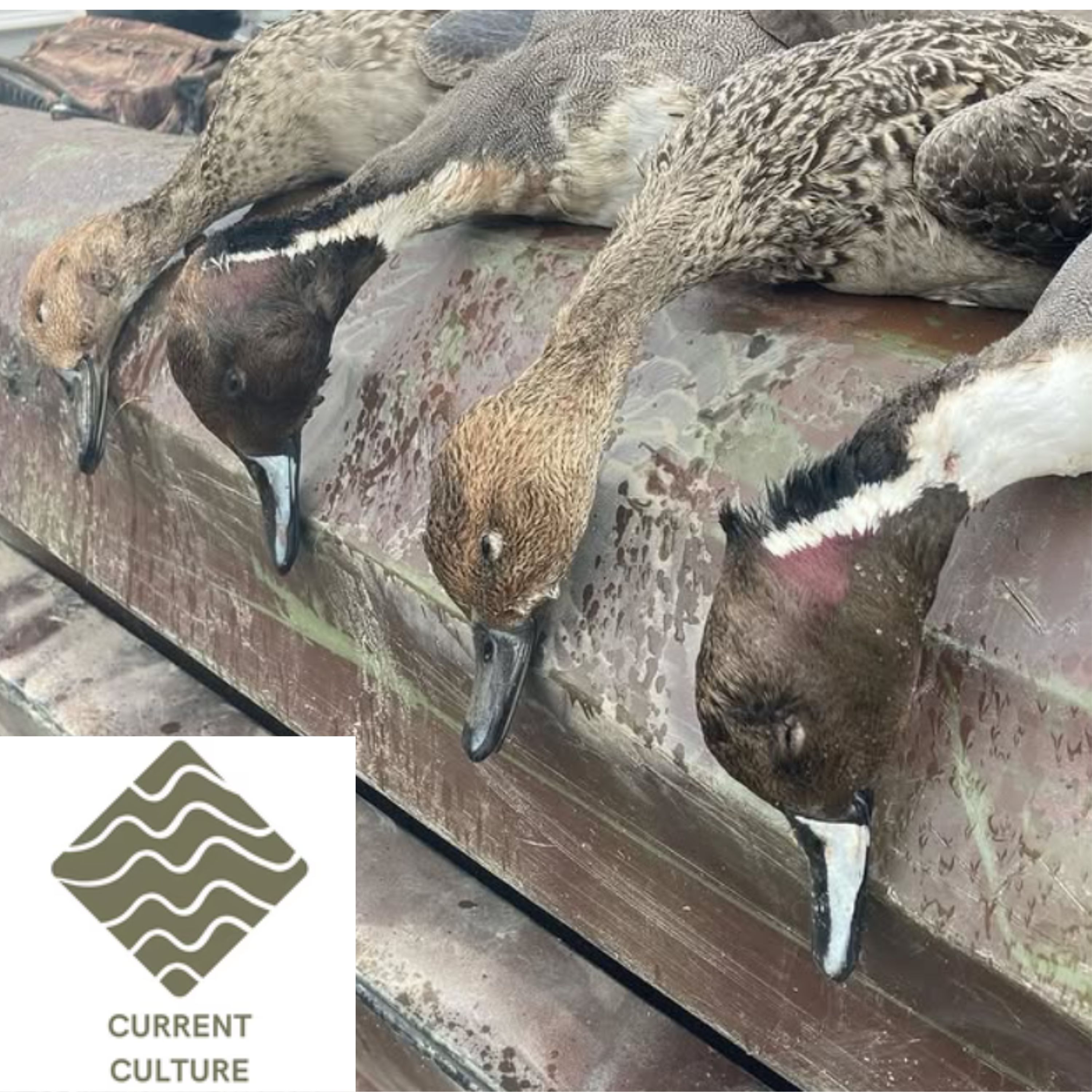 Off the Hook with MattyD