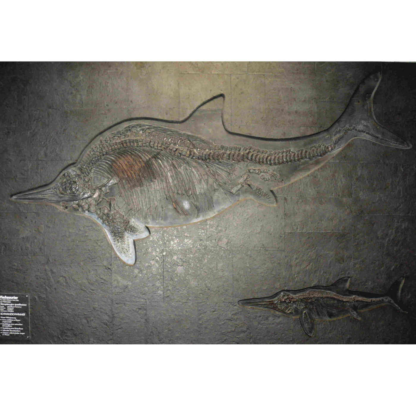Not a Fish Lizard