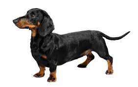 A Heckin Long Boi