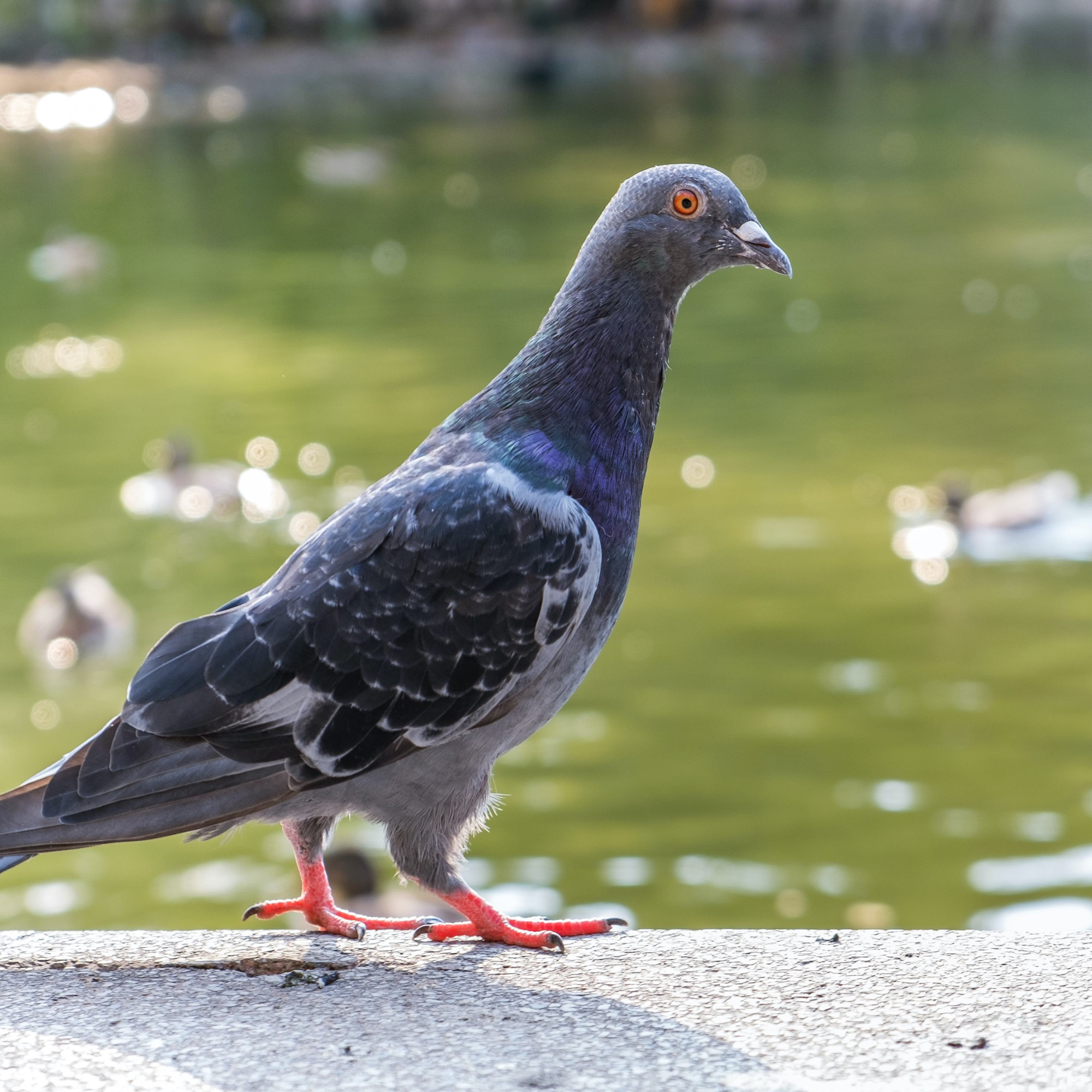 Bird Brained
