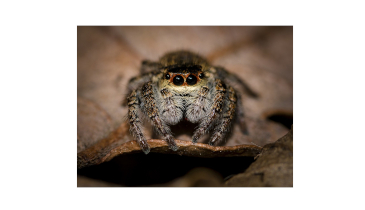 Spiders the Size of a House?