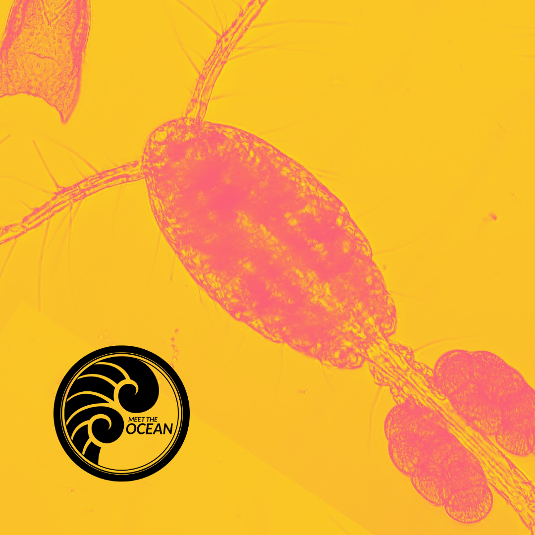 Copepod Soup