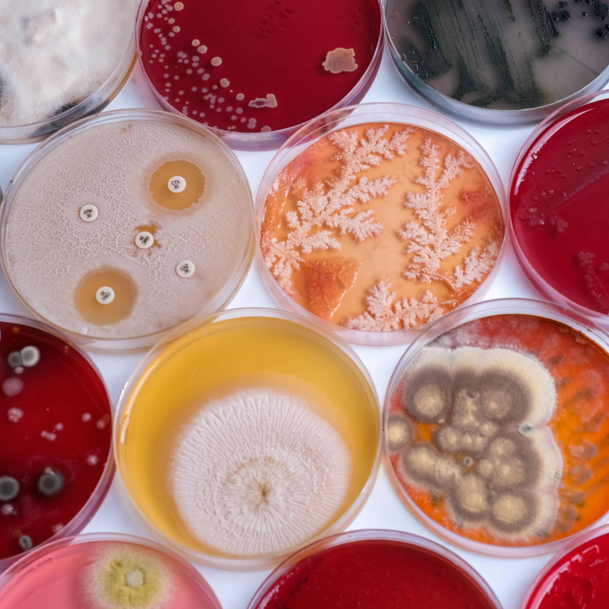 Bacterial Physicists and Chemists