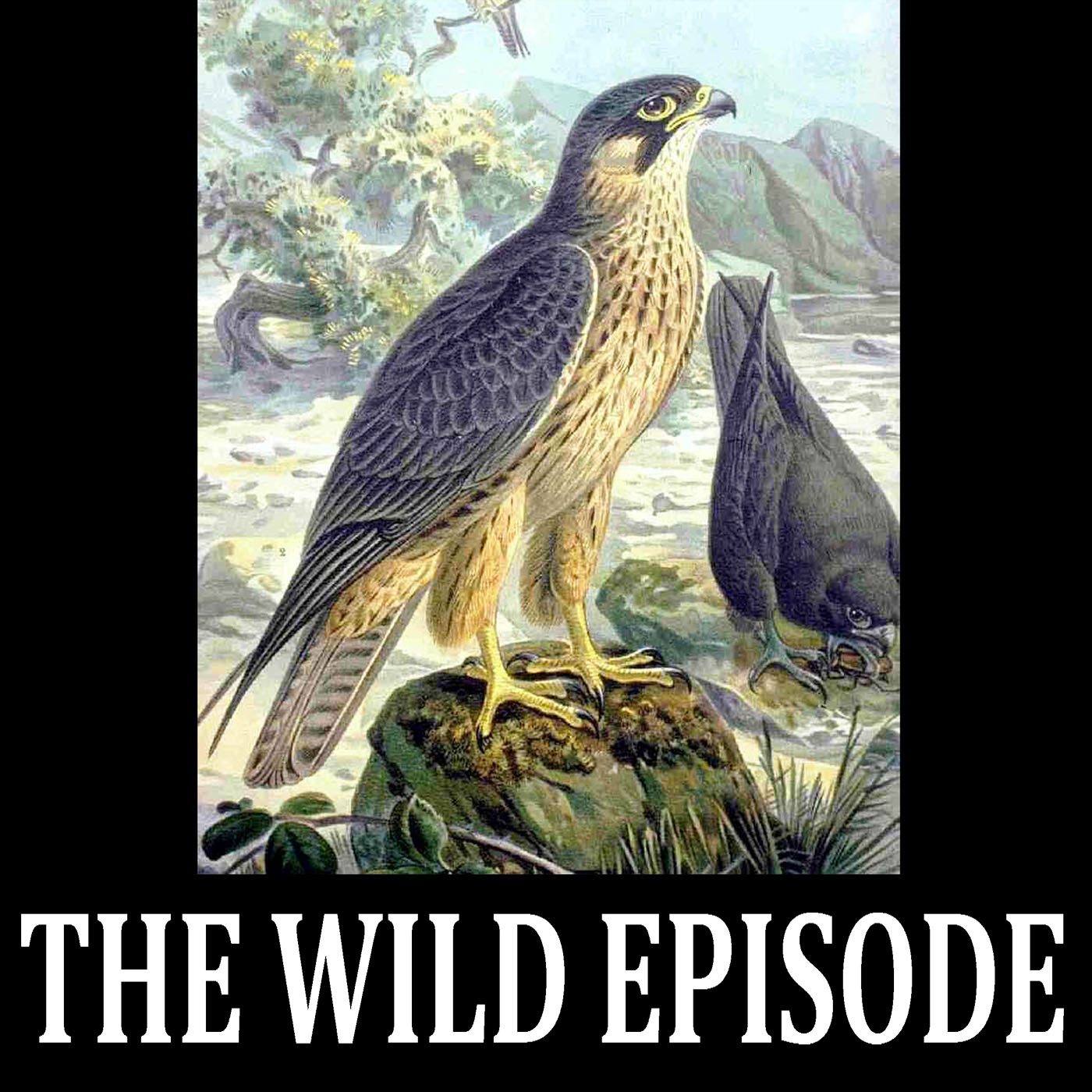 The Wild Episode
