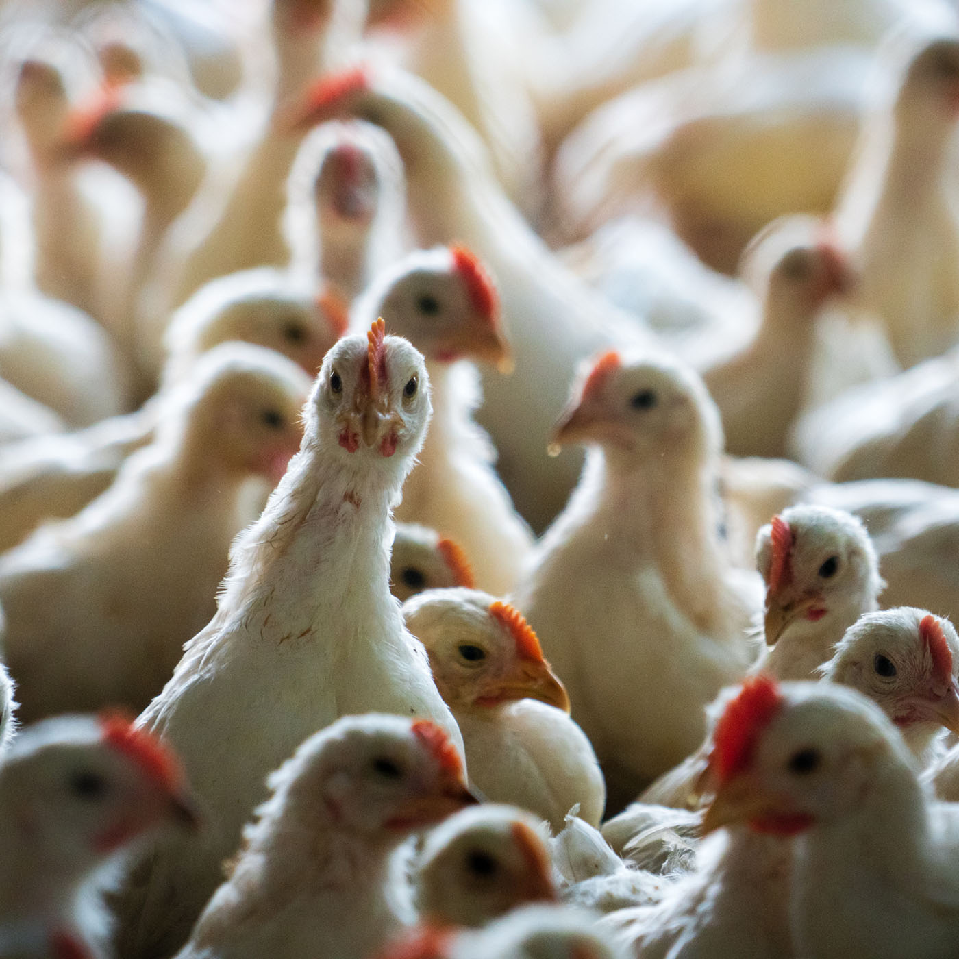 cover of episode Risky business: Investors seek meat industry changes amid COVID-19