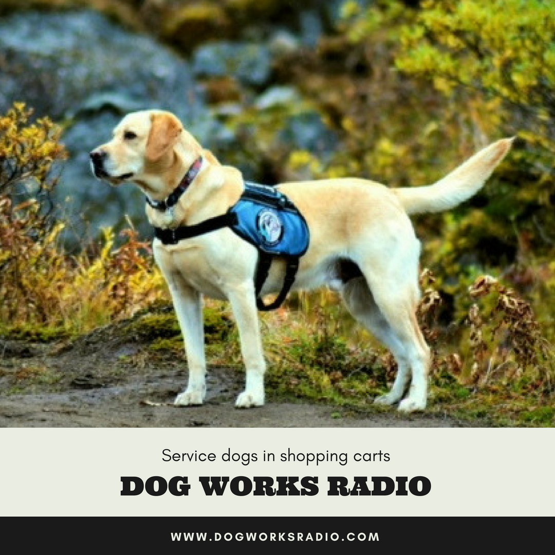 Dog Works Radio