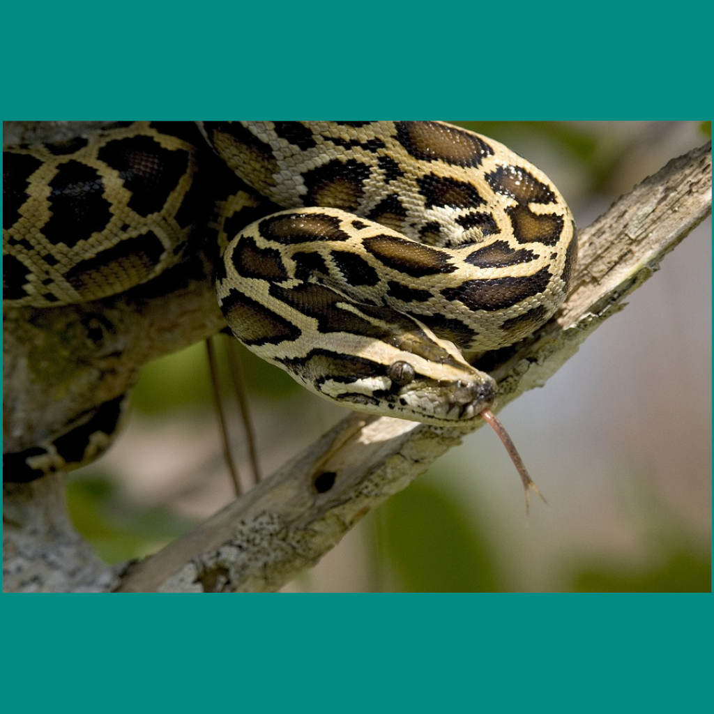 Big-Hearted Snakes