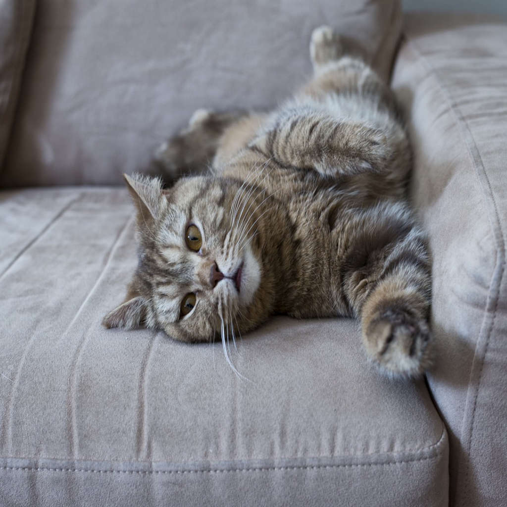 What the Cat Knew